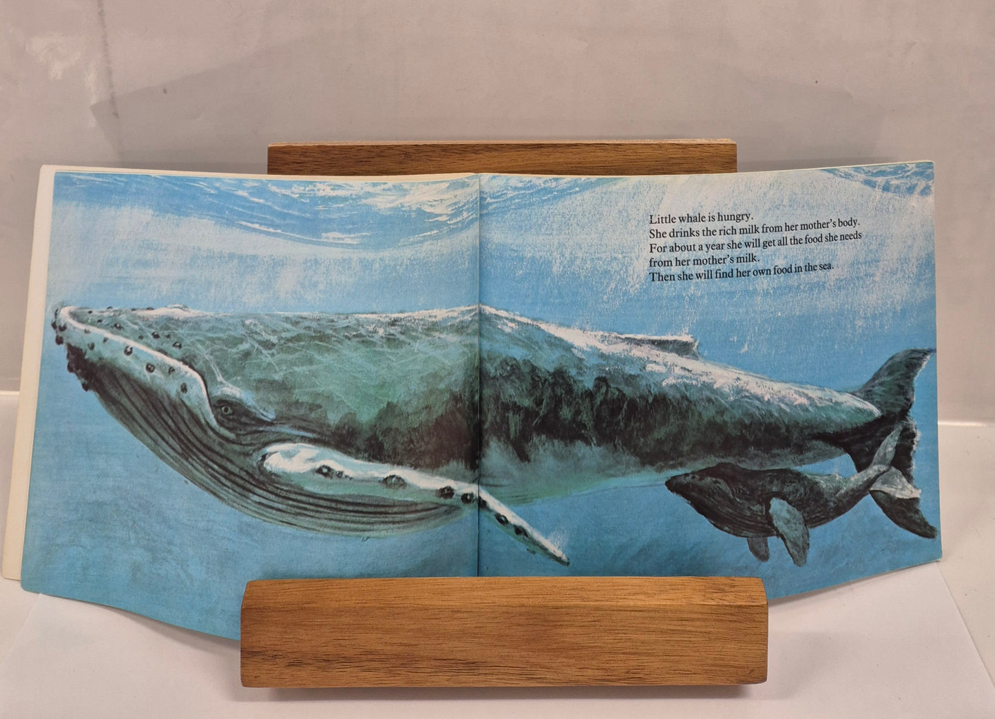 Little Whale by Ann McGovern