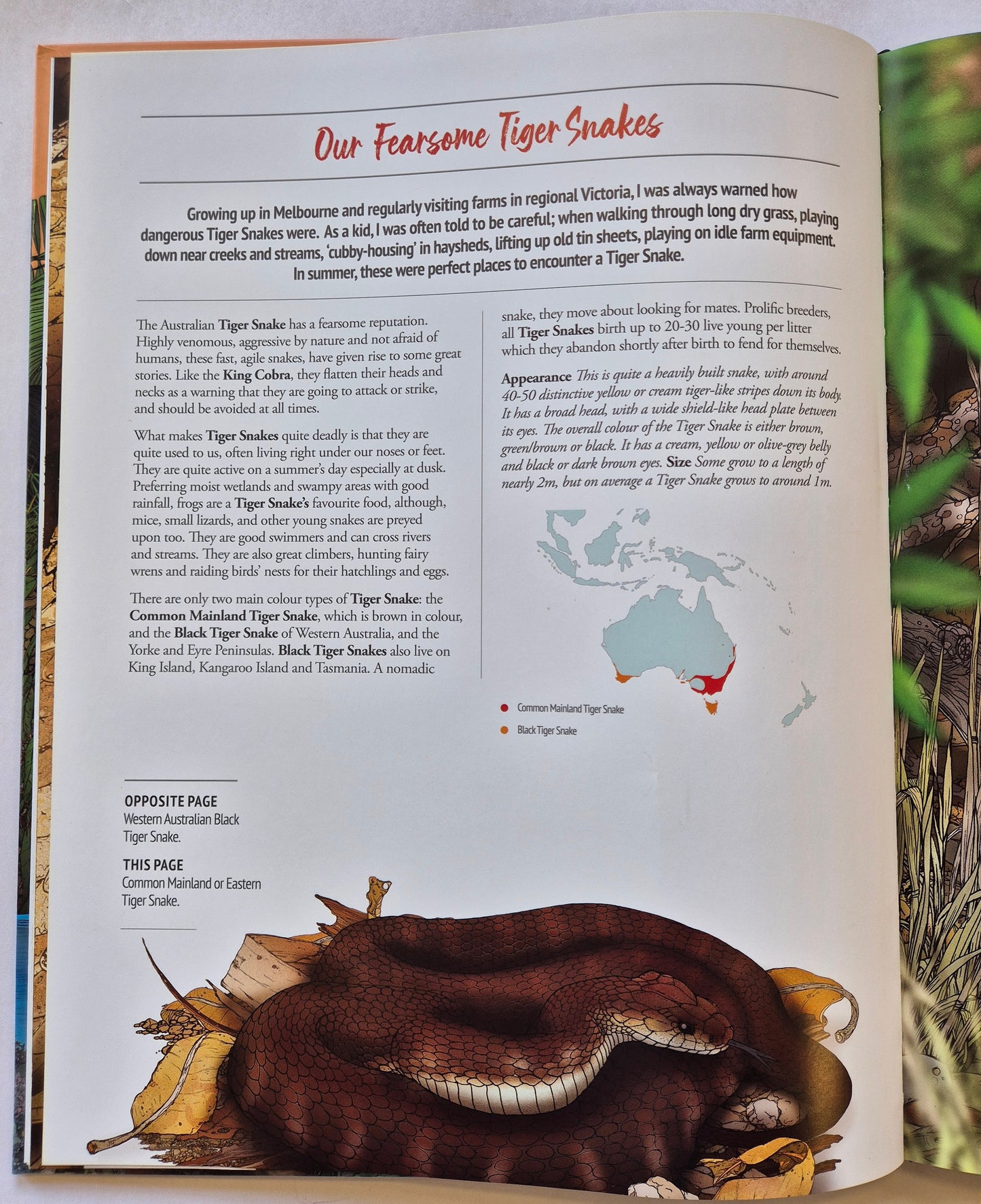 Australia's Dangerous Bush Creatures by Myke Mollard