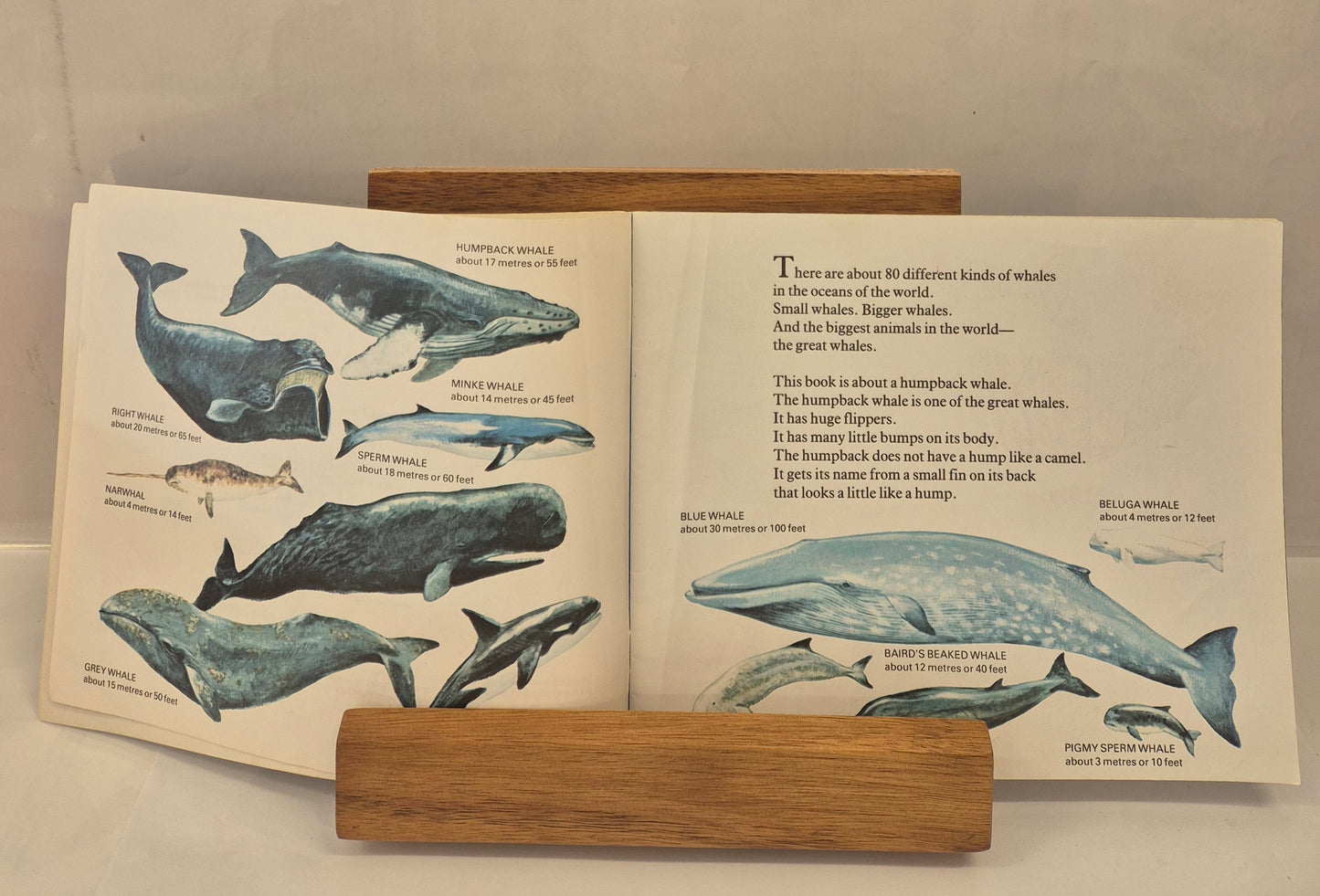Little Whale by Ann McGovern
