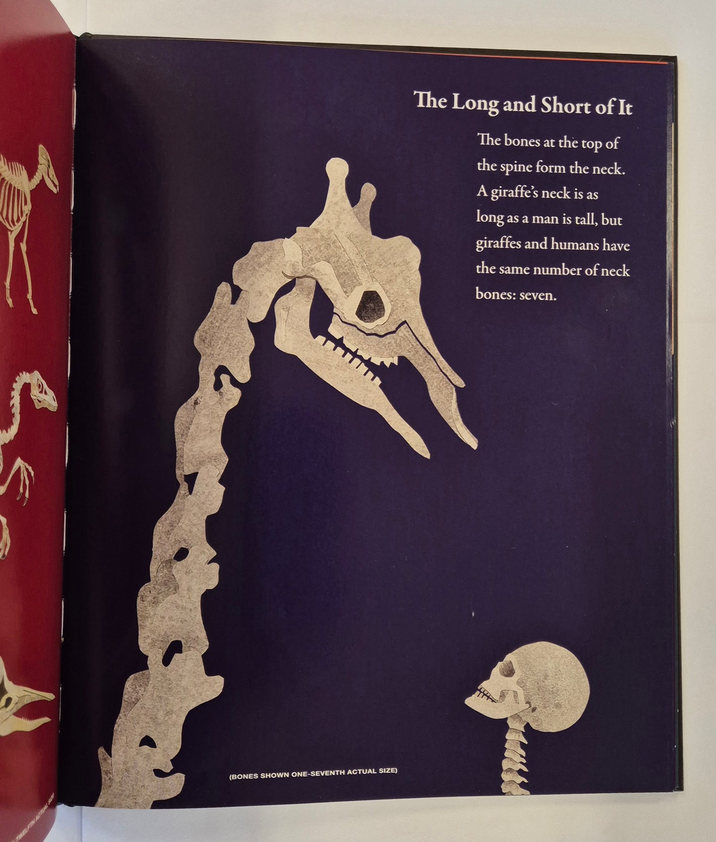 Bones by Steve Jenkins