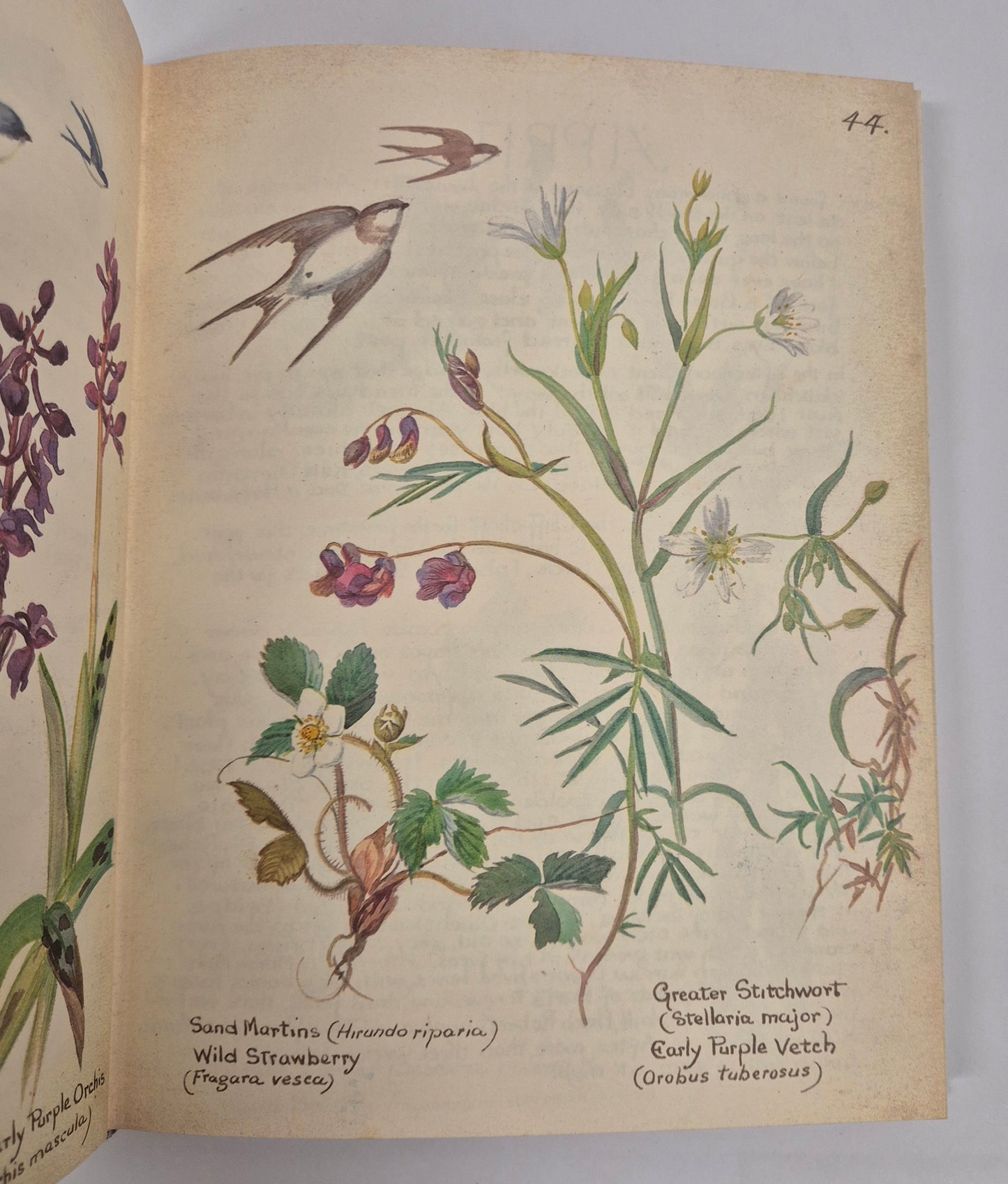 The Country Diary of an Edwardian Lady by Edith Holden